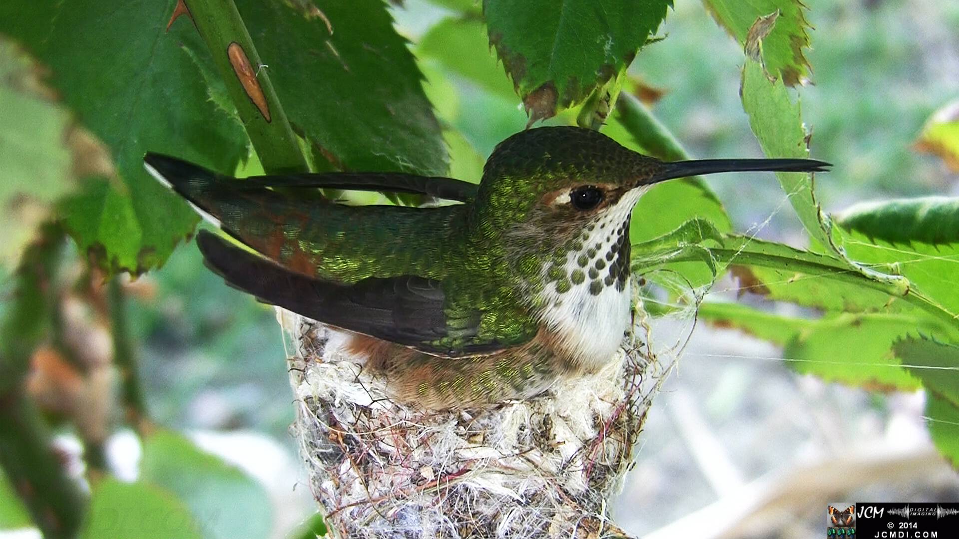 Allen's Hummingbird female in nest 